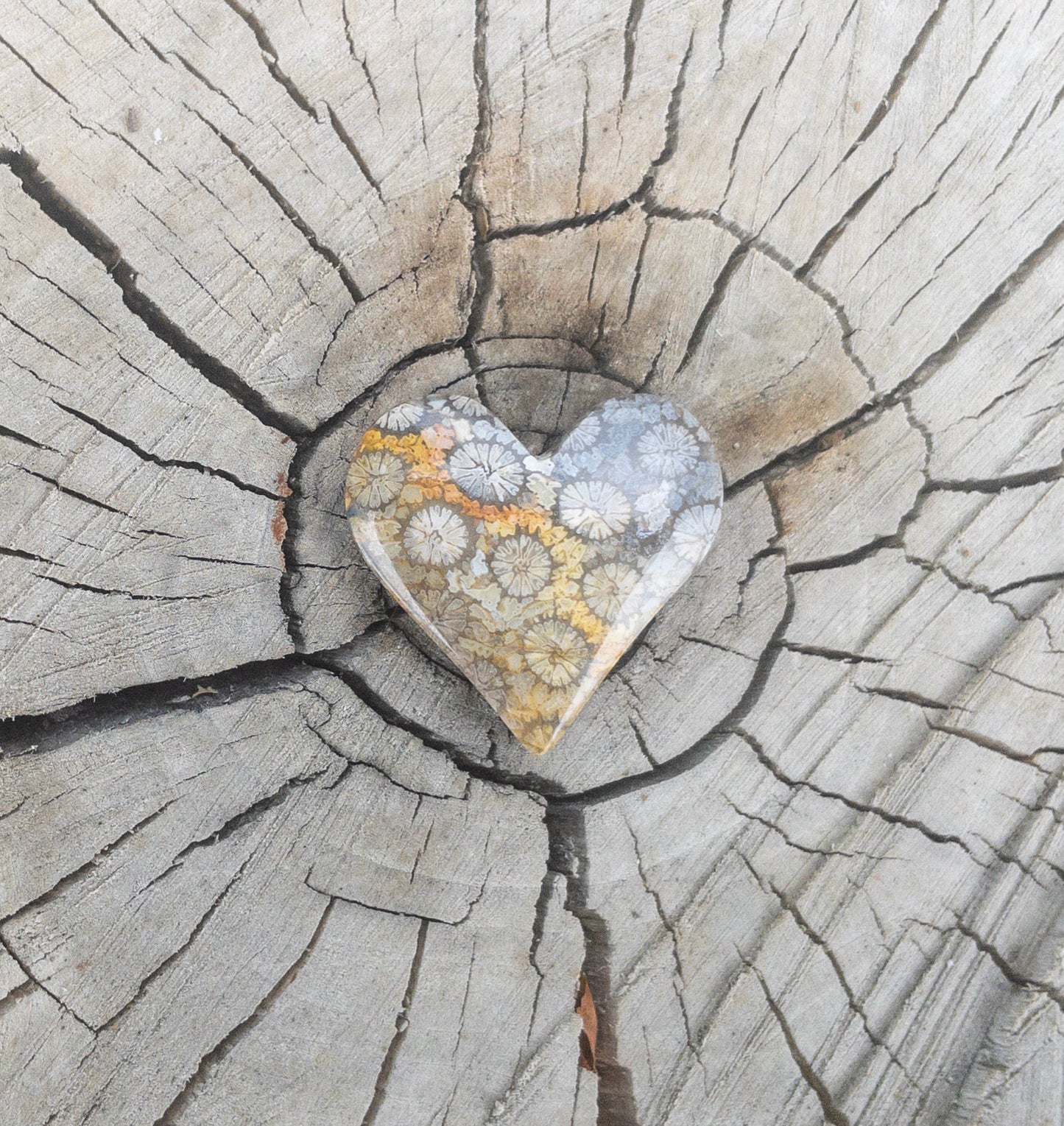 Fossil Coral | Love Note Collection Hearts Pendant Necklace SHINE